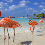 Aruba Flamingos 150x150
